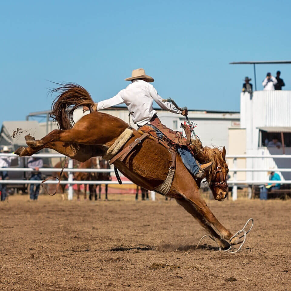Bucking Bronco Horse At Country Rodeo