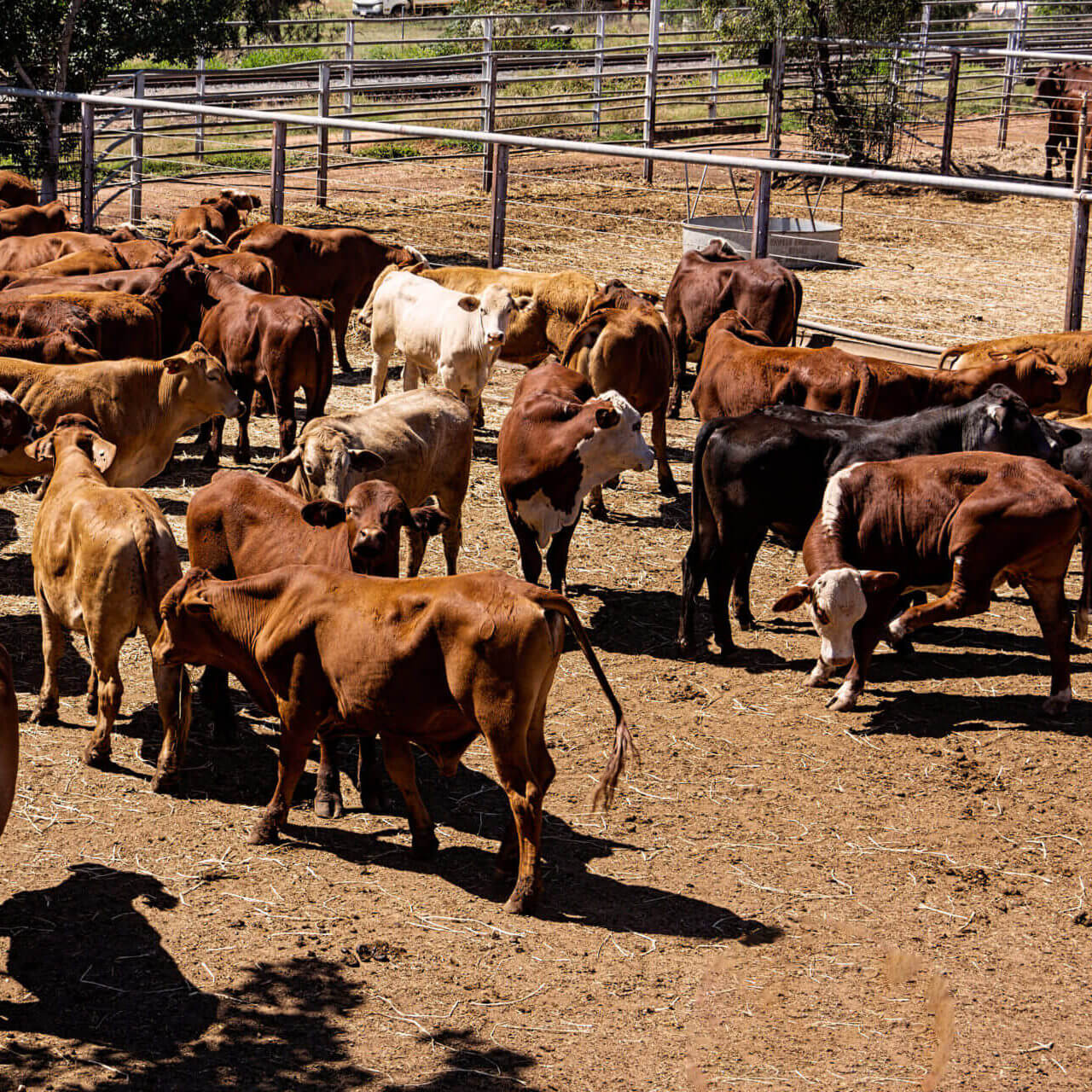 A Pen Of Beef Cattle At The Clermont Salesyards In Queensland Australia Waiting To Be Auctioned.