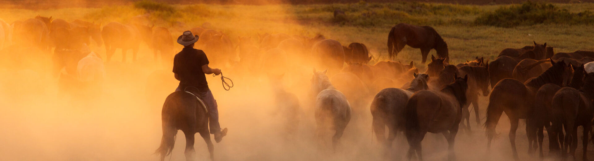 Western Cowboys Riding Horses, Roping Wild Horses.